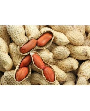 GROUNDNUT NICE – 10  मुंगफली नाईस - १०