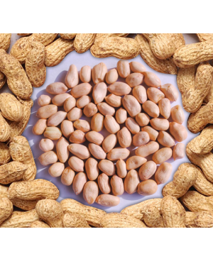 GROUNDNUT NICE – 10  मुंगफली नाईस - 37