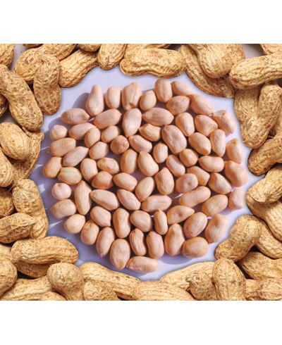 GROUNDNUT NICE – 10  मुंगफली नाईस - 37