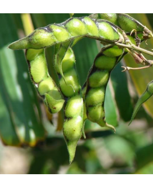 Ratan Pigeon Pea (Toor)  तूर बीज  नाईस – रतन 