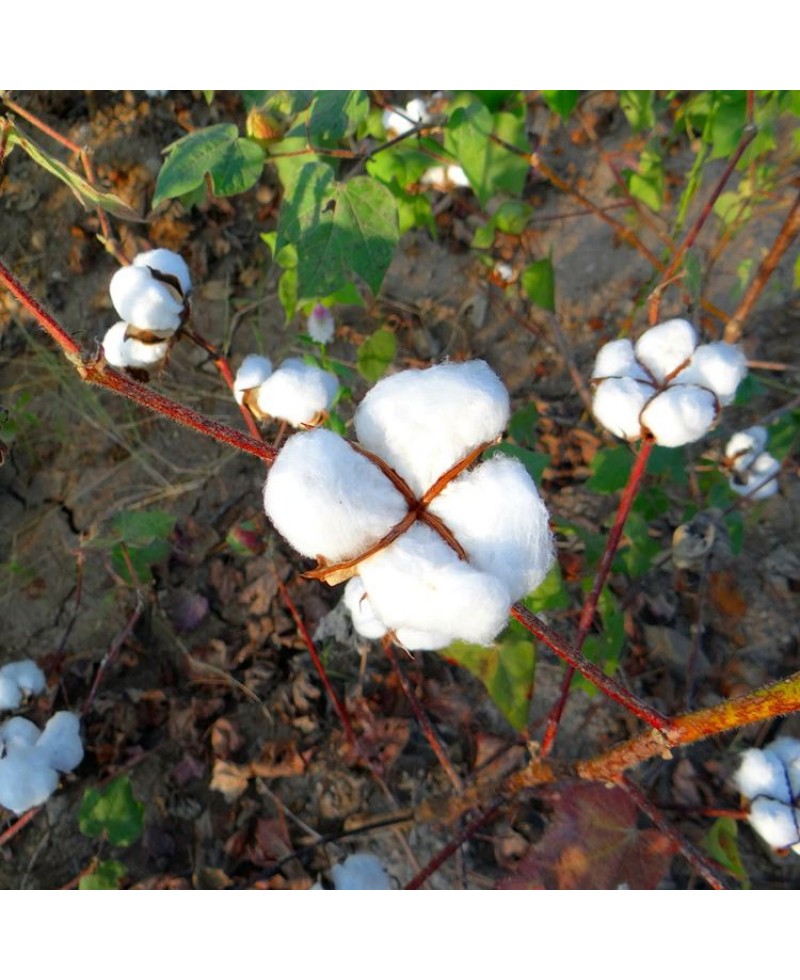 Cotton  संशोधित संकर कपास बीज (BG -।।) नाईस – फोरेवर 