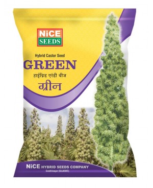 GREEN CASTOR  ग्रीन एरंडी बीज